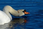 Mute Swan
