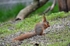 Red Squirrel