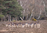 April - Deer Bottoms