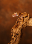 Small Creatures-3