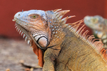 Green Iguana close, Costa Rica