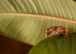 Small Creatures-10