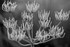 Frosty cow parsley