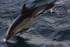WDP003: Common Dolphin
