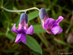 Bitter-vetch