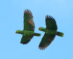 Red-lored Amazons in flight, Costa Rica