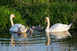 Swan & Cygnets -Exploring the Surroundings 2