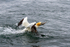 Gannet 6