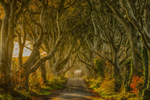 Dark Hedges, Northern Ireland.