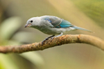 Blue-grey Tanager perched on a branch at La Paz Waterfall Gardens