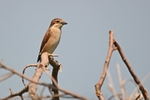 Red-backed Shrike