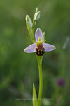 Bee Orchid         ref 3424