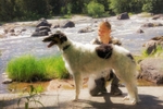 Athos in Langinkoski 2020 6