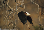Fish eagle