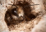 Osmia bicornis (m)