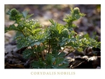 Corydalis nobilis