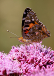 Painted Lady Butterfly