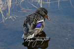 3HPhotography10-6-24_RMNP_0207_