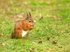 Red Squirrel (disambiguation).