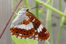 White Admiral