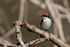 Wire-tailed Swallow