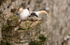 Gannet