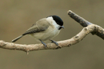 Marsh Tit portfolio