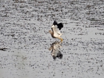 White-tailed Lapwing