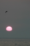 Free