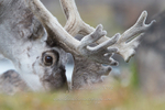 Grazing Reindeer