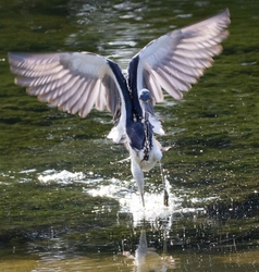 Tri-Colored-Heron _0047