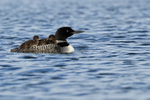 Common Loon with chicks resting on back, Minnesota, USA
