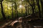 Into The Woods