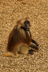Gelada Baboon