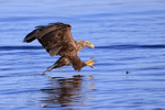White-tailed Sea-Eagle final gliding approach to fish in water, Norway