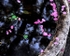 Petals in the Fountain