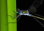 Emerald Damselfly