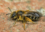 Halictus rubicundus portfolio