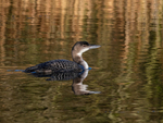 Great Northern Diver