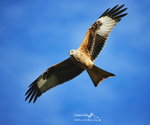Red Kite 090122 328a