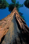 The Giant Sequoia