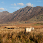 Gray Mare in Connemara on Wild Atlantic Way, Ireland