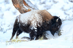 Bison rubbing itself on tree, Yellowstone National Park, Wyoming