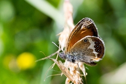 Pearly Heath