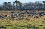 Barnacle Geese