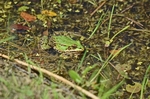 Marsh Frog