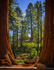 Sequoia