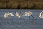 Six Spoonbills taking off from the lagoon