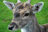 Deer "me"