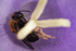 Andrena bicolor (f)